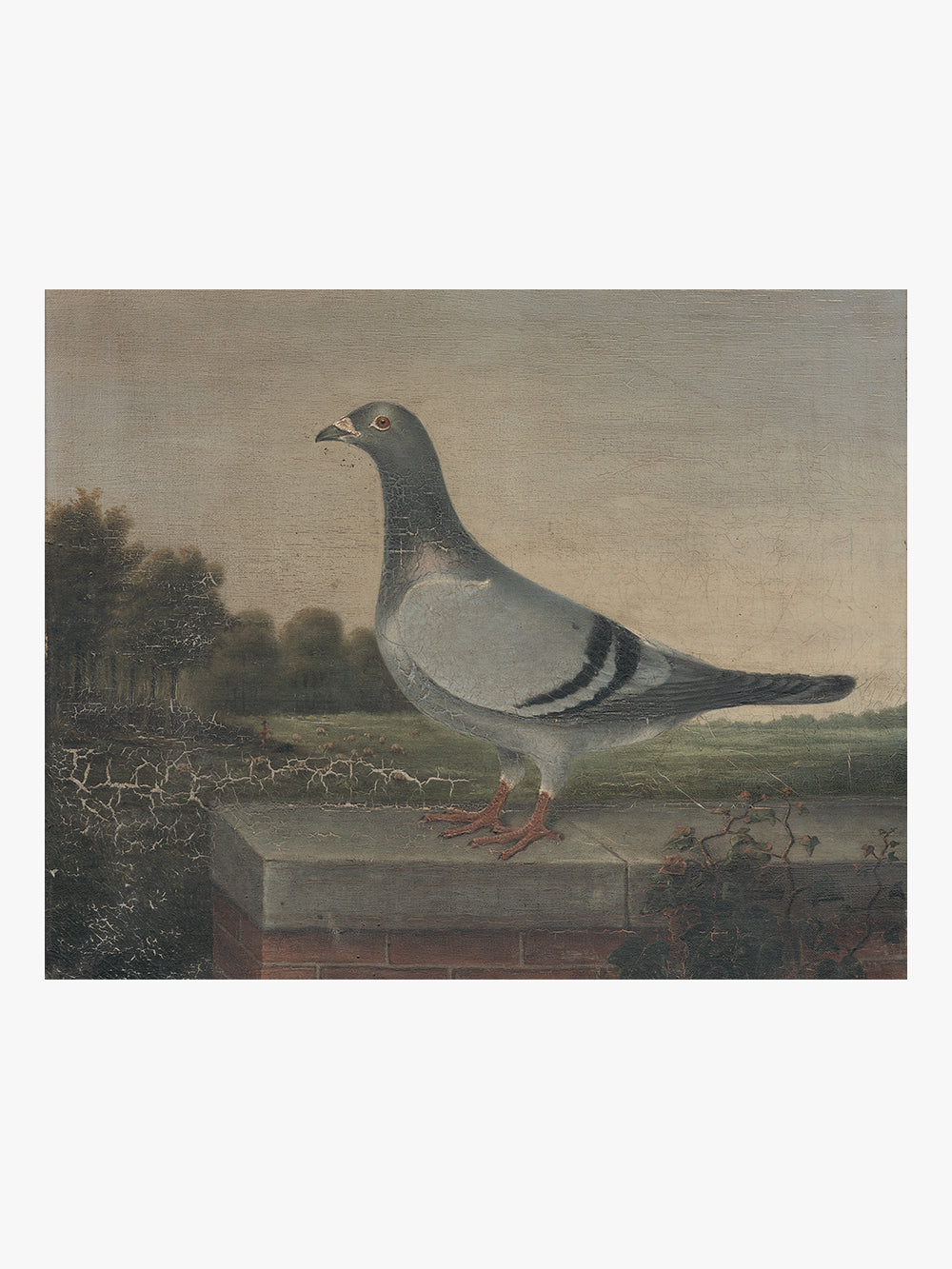 Found Art: Pigeon
